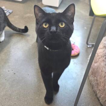 Domestic Short Hair Cats Available for Adoption in Fort Wayne, Indiana - Toothless | PetCurious