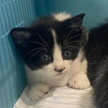 Babe Ruth -  Domestic Short Hair Cat Available for Adoption in West Palm Beach, Florida - Babe Ruth | PetCurious