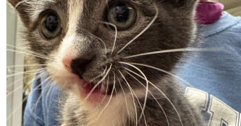 Rescue Domestic Short Hair Cats for Adoption in Marietta, Georgia - Folklore | PetCurious