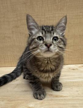 Conway -  Tabby Cat for Adoption in Albuquerque, New Mexico - Conway | PetCurious