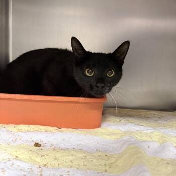 Domestic Short Hair Cats Available for Adoption - Char | PetCurious