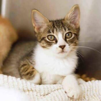 Stripe -  Domestic Short Hair Cat for Adoption in Atlanta, Georgia - Stripe | PetCurious