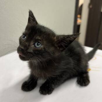 Hayden -  Domestic Short Hair Cat for Adoption in Tampa, Florida - Hayden | PetCurious