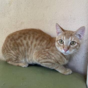 Tigger -  Domestic Short Hair Cat for Adoption in Laredo, Texas - Tigger | PetCurious
