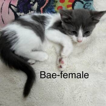 Bae -  Domestic Short Hair Cat for Adoption in Floresville, Texas - Bae | PetCurious