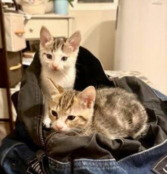 Johnny Cash -  Domestic Short Hair Cat for Adoption in Los Angeles, California - Johnny Cash | PetCurious