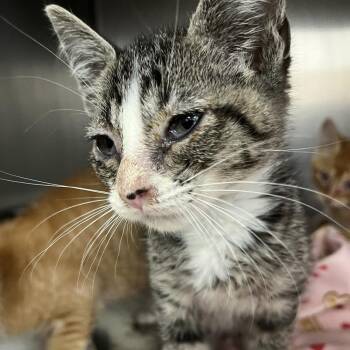Abu -  Domestic Short Hair Cat for Adoption in Idaho Falls, Idaho - Abu | PetCurious