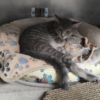 Bootsy -  Domestic Short Hair Cat for Adoption in San Jacinto, California - Bootsy | PetCurious