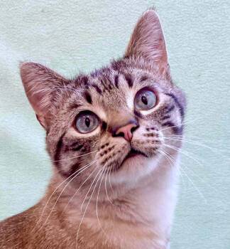 Romeo -  Siamese and Domestic Short Hair Cat for Adoption in Manitou Springs, Colorado - Romeo | PetCurious