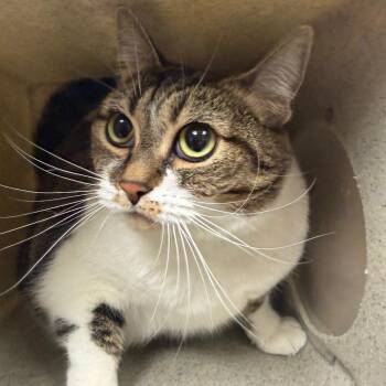 Ember -  Domestic Short Hair Cat for Adoption in Reno, Nevada - Ember | PetCurious