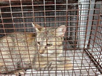 A661329 -  Domestic Short Hair Cat for Adoption in Houston, Texas - A661329 | PetCurious
