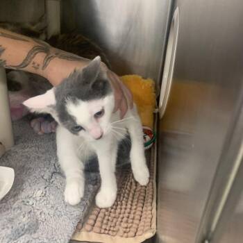 Dotty -  Domestic Medium Hair Cat for Adoption in West Palm Beach, Florida - Dotty | PetCurious