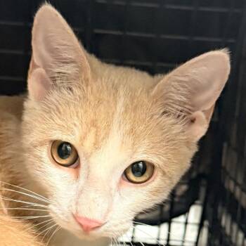 Jack-O-Lantern -  Domestic Short Hair Cat for Adoption in Las Cruces, New Mexico - Jack-O-Lantern | PetCurious
