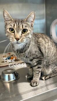 Pearl -  Domestic Short Hair Cat for Adoption in Clarksville, Tennessee - Pearl | PetCurious