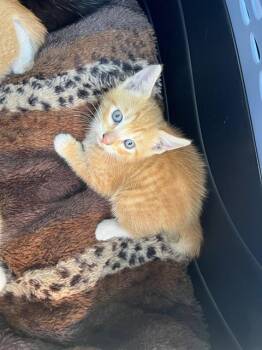 Domestic Short Hair Cats Available for Adoption in Palmetto, Florida - OLIVER | PetCurious
