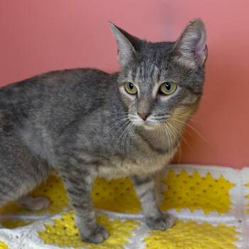 Baby Mama -  Domestic Short Hair Cat for Adoption in San Antonio, Texas - Baby Mama | PetCurious