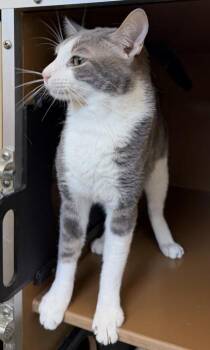 Shuffle -  Domestic Short Hair Cat for Adoption in Hamilton Township, New Jersey - Shuffle | PetCurious