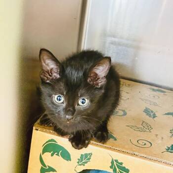 Red Roof -  Domestic Short Hair Cat for Adoption in Baltimore, Maryland - Red Roof | PetCurious
