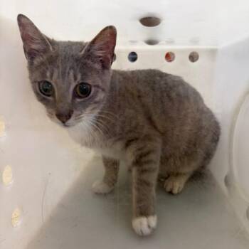 Lumi -  Domestic Short Hair Cat for Adoption in Birmingham, Alabama - Lumi | PetCurious