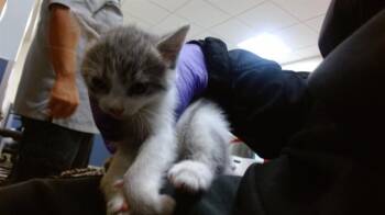 Domestic Short Hair Cats Available for Adoption in Doral, Florida - JUSTICE | PetCurious