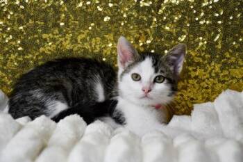 Cinderella -  Domestic Short Hair Cat for Adoption in Yakima, Washington - Cinderella | PetCurious
