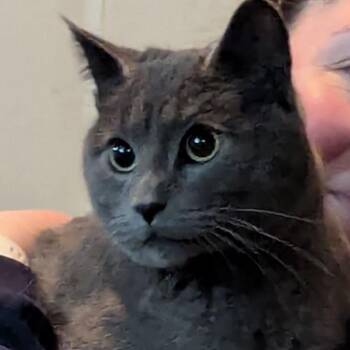 Dexter C10564 -  Domestic Short Hair Cat for Adoption - Dexter C10564 | PetCurious