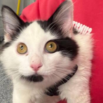 Duffy -  Domestic Short Hair Cat for Adoption in Greenville, South Carolina - Duffy | PetCurious