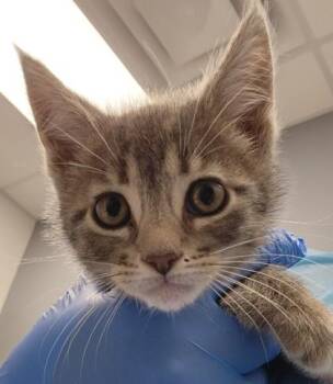 Ivy -  Domestic Short Hair Cat for Adoption in Roseville, California - Ivy | PetCurious