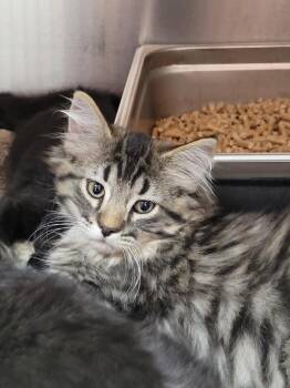 Santa Monica -  Domestic Long Hair Cat for Adoption in Logan, Utah - Santa Monica | PetCurious