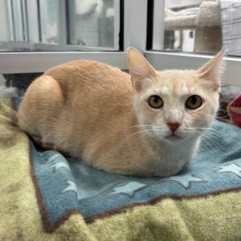 Rescue Domestic Short Hair Cats for Adoption in Corpus Christi, Texas - Saga | PetCurious