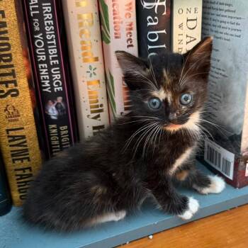 Domestic Short Hair Cats Available for Adoption in Auburn, Alabama - Anya | PetCurious