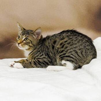 MoonPie -  Domestic Short Hair Cat for Adoption in St. Cloud, Florida - MoonPie | PetCurious
