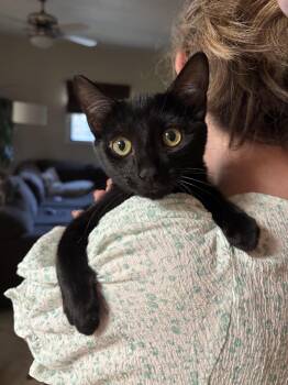 Rescue Domestic Short Hair Cats for Adoption in Villa Park, California - Leonardo | PetCurious