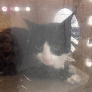 Estaban -  Domestic Short Hair Cat for Adoption in Philadelphia, Pennsylvania - Estaban | PetCurious