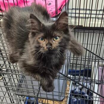 Frappe -  Domestic Short Hair Cat for Adoption in Troy, Virginia - Frappe | PetCurious