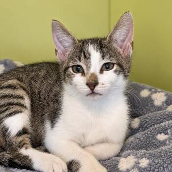 Blinky -  Domestic Short Hair Cat for Adoption in Pontiac, Michigan - Blinky | PetCurious