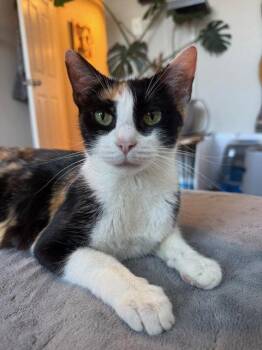 Sydney -  Domestic Short Hair Cat for Adoption in Philadelphia, Pennsylvania - Sydney | PetCurious