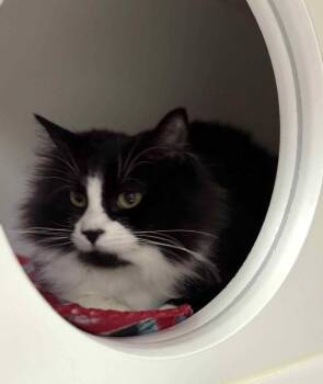 Rescue Domestic Long Hair Cats for Adoption in Othello, Washington - Pink Parfait | PetCurious