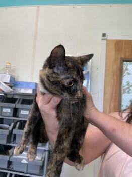 Nora -  Domestic Short Hair Cat for Adoption in Cumberland, Maine - Nora | PetCurious