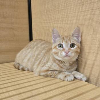 Domestic Short Hair Cats Available for Adoption in Warr Acres, Oklahoma - Mai Tai | PetCurious