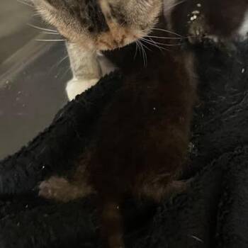 Blue-42 -  Domestic Short Hair Cat for Adoption in Port Charlotte, Florida - Blue-42 | PetCurious