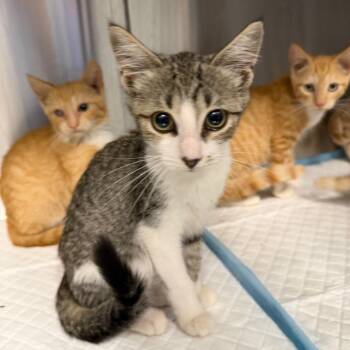 Wren -  Domestic Short Hair Cat for Adoption in Greensboro, North Carolina - Wren | PetCurious