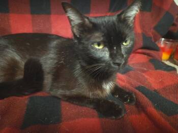 Domestic Short Hair Cats Available for Adoption in Oviedo, Florida - Batman | PetCurious
