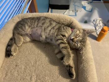 Strawberry Sunrise -  Domestic Short Hair Cat for Adoption in Mineral Point, Wisconsin - Strawberry Sunrise | PetCurious