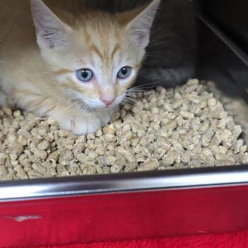 Benny 26-0485 -  Domestic Short Hair Cat for Adoption in Yanceyville, North Carolina - Benny 26-0485 | PetCurious