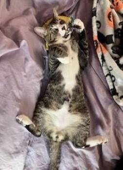 Rescue Domestic Short Hair Cats for Adoption in West Orange, New Jersey - Keento | PetCurious