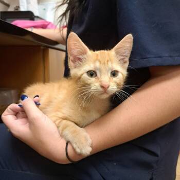 Ares -  Domestic Short Hair Cat for Adoption in San Tan Valley, Arizona - Ares | PetCurious