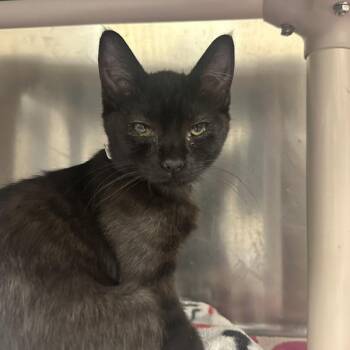 Sadie Adler -  Domestic Short Hair Cat for Adoption in Walnut Creek, California - Sadie Adler | PetCurious