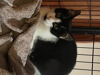 Rescue American Shorthair Cats for Adoption in Columbia, Maryland - Nicholas | PetCurious