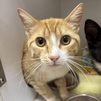 Pacific -  Domestic Short Hair Cat for Adoption in Kanab, Utah - Pacific | PetCurious